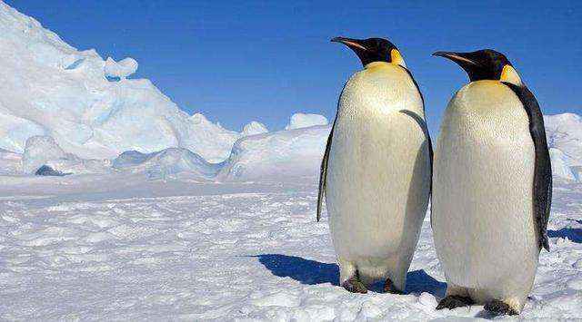 首次发现！企鹅活动影响南极臭氧洞