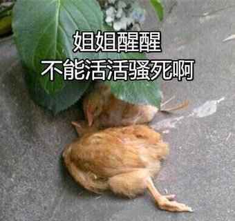 搞笑姐姐醒醒，不能活活骚死啊