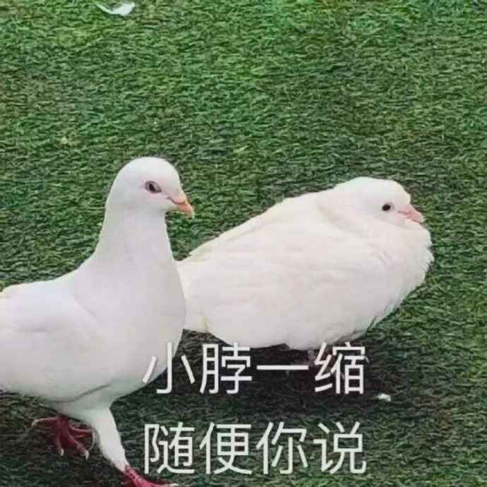 搞笑小脖一缩，随便你说