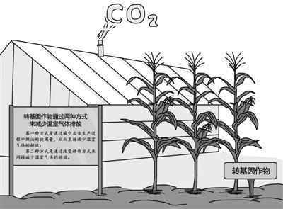 转基因作物对环境有保护作用