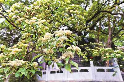 北京唯一“毛梾古树”迎来盛花期