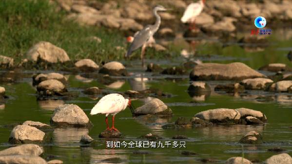 从七只孤羽到种群近万 朱鹮重生见证中国生态变迁