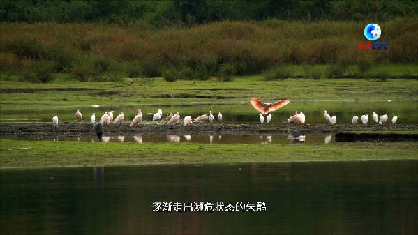 从七只孤羽到种群近万 朱鹮重生见证中国生态变迁